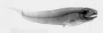 Media type: image;   Ichthyology 39262 Aspect: lateral,description